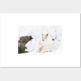 Arctic Fox Posters and Art